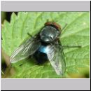 Calliphora vicina - Schmeissfliege 09.jpg